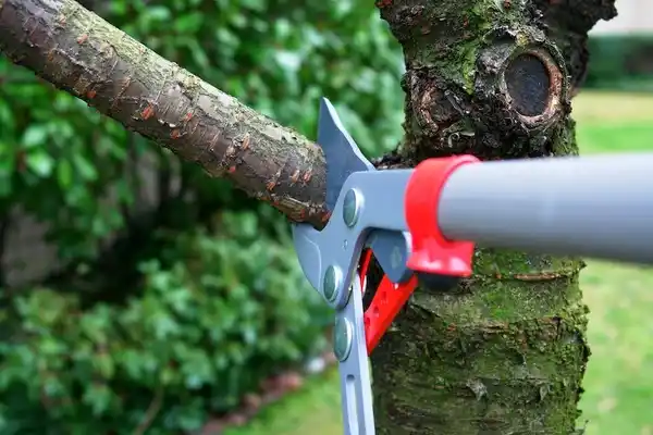 tree services Throckmorton